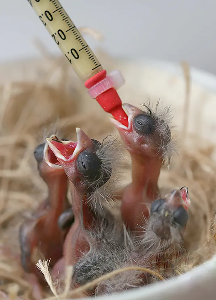 psittacus-centro-de-cria